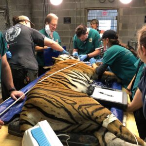 داستان عصب‌کشی دندان شیر و ببر