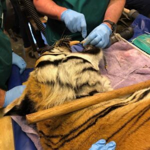 داستان عصب‌کشی دندان شیر و ببر