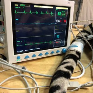 داستان عصب‌کشی دندان شیر و ببر