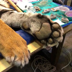 داستان عصب‌کشی دندان شیر و ببر