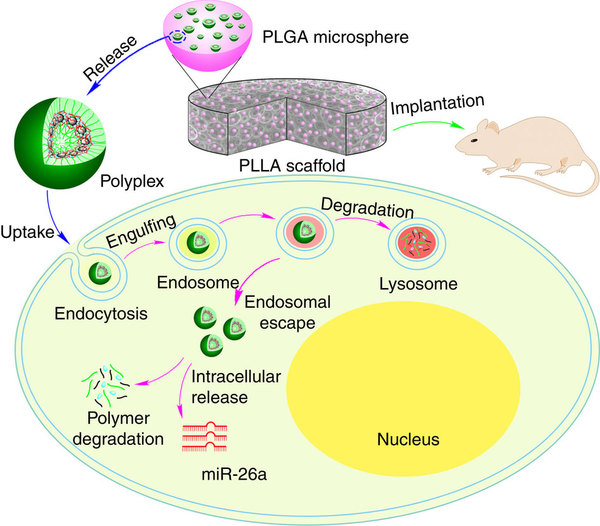 افزایش تراکم استخوانی با پلیمرهای نانو