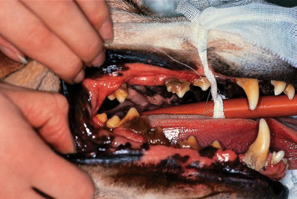 ارتودنسی و ایمپلنت در دهان حیوانات! /ناشنیدههایی درباره دندانها و سلامت دهان حیوانات خانگی