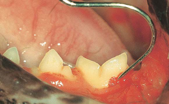 ارتودنسی و ایمپلنت در دهان حیوانات! /ناشنیدههایی درباره دندانها و سلامت دهان حیوانات خانگی