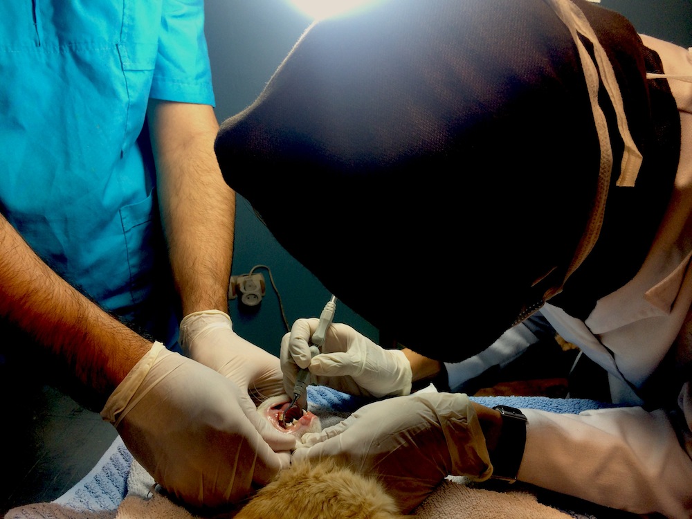 ارتودنسی و ایمپلنت در دهان حیوانات! /ناشنیدههایی درباره دندانها و سلامت دهان حیوانات خانگی